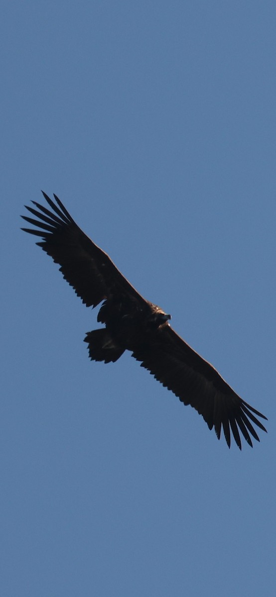 Cinereous Vulture - ML645784143