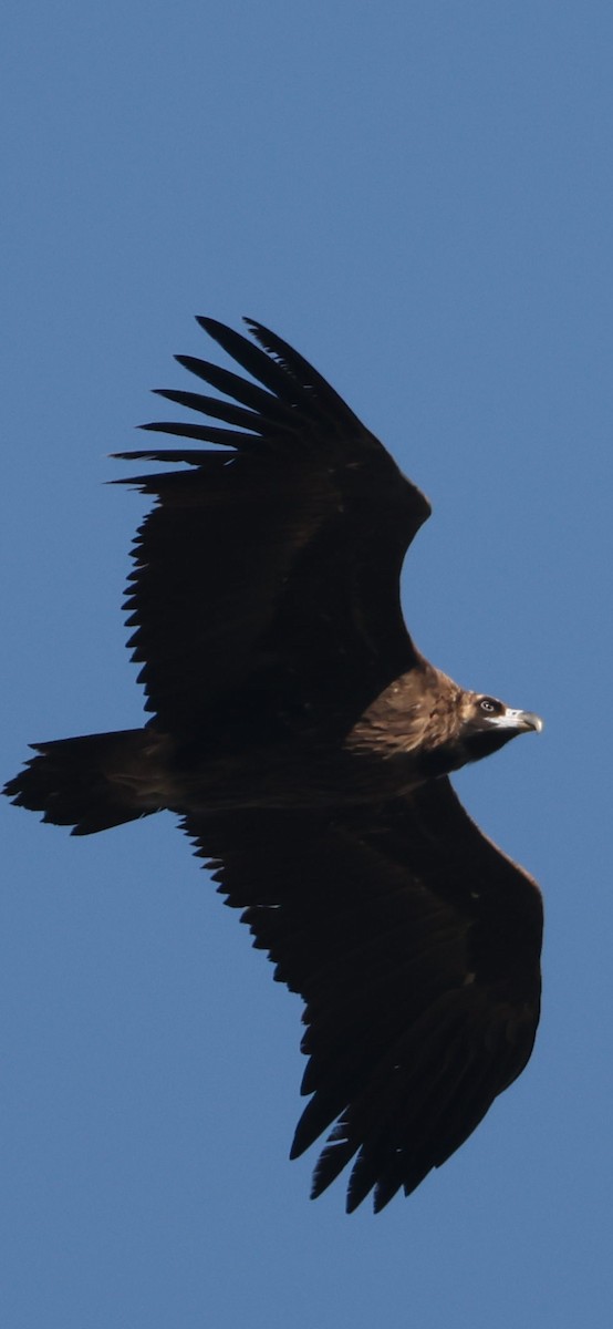 Cinereous Vulture - ML645784144