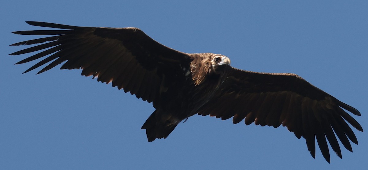 Cinereous Vulture - ML645784145