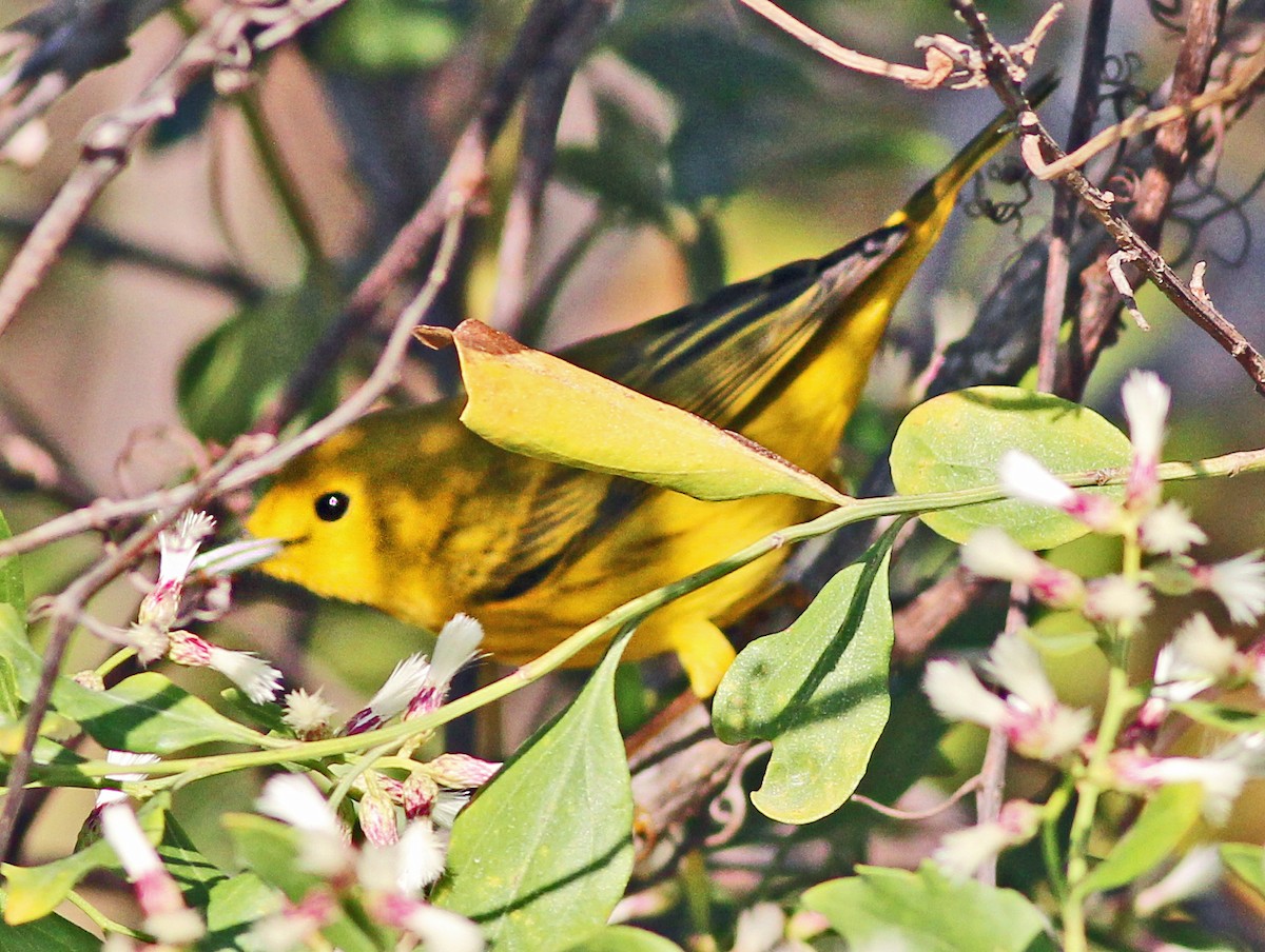 Northern Yellow Warbler - ML645784151