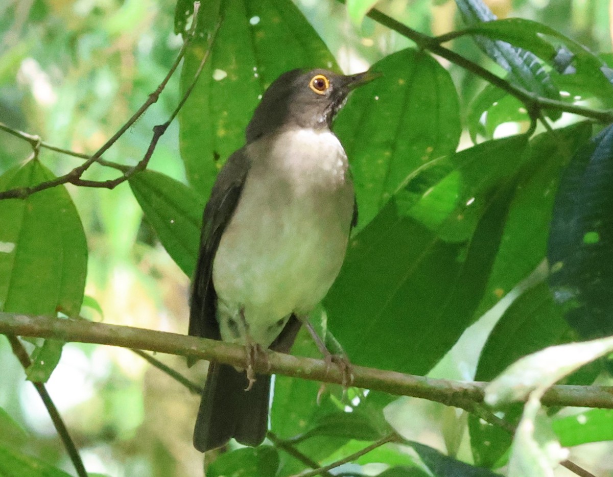 White-throated Thrush - ML645784152