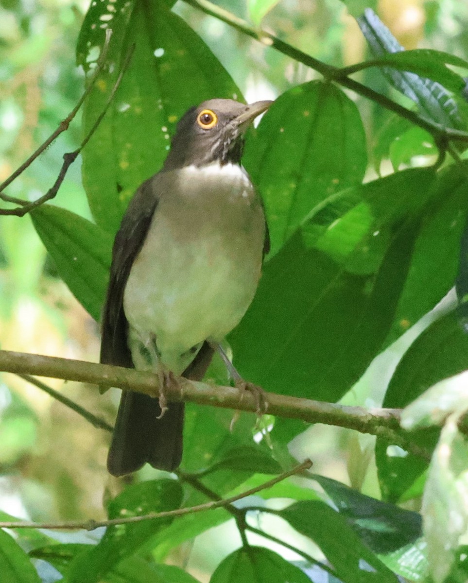 White-throated Thrush - ML645784153
