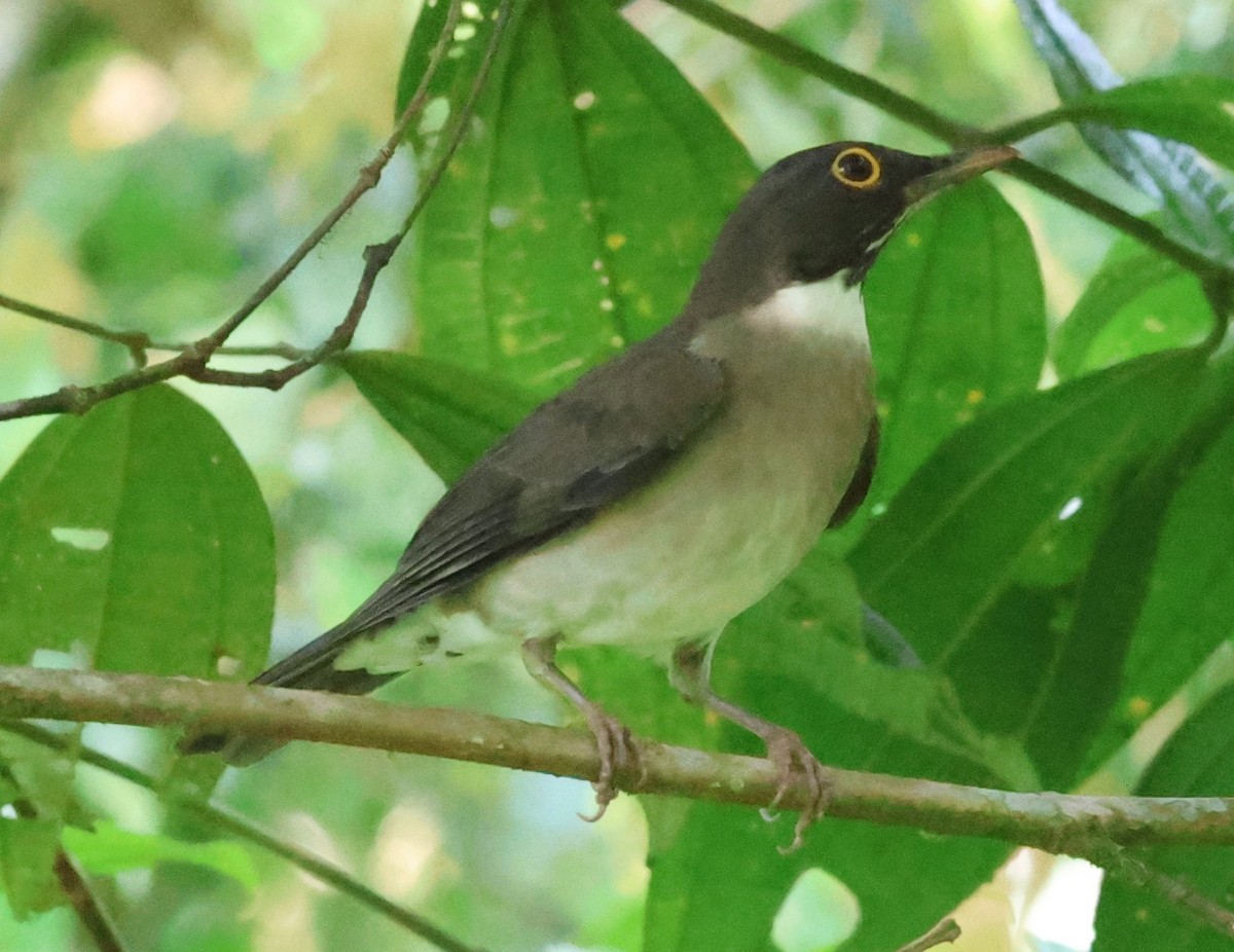 White-throated Thrush - ML645784154