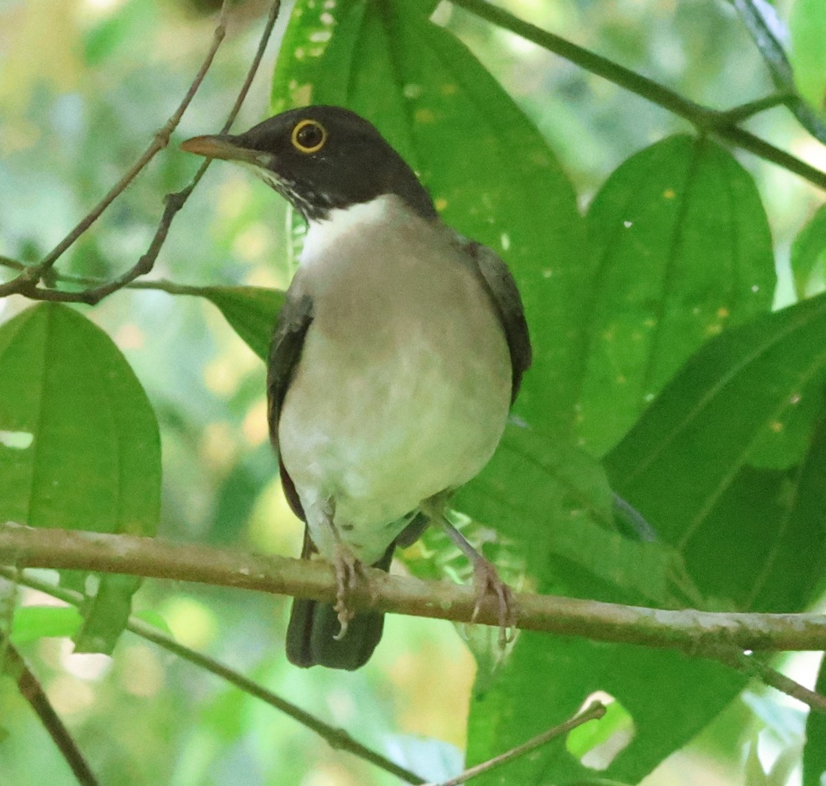 White-throated Thrush - ML645784155