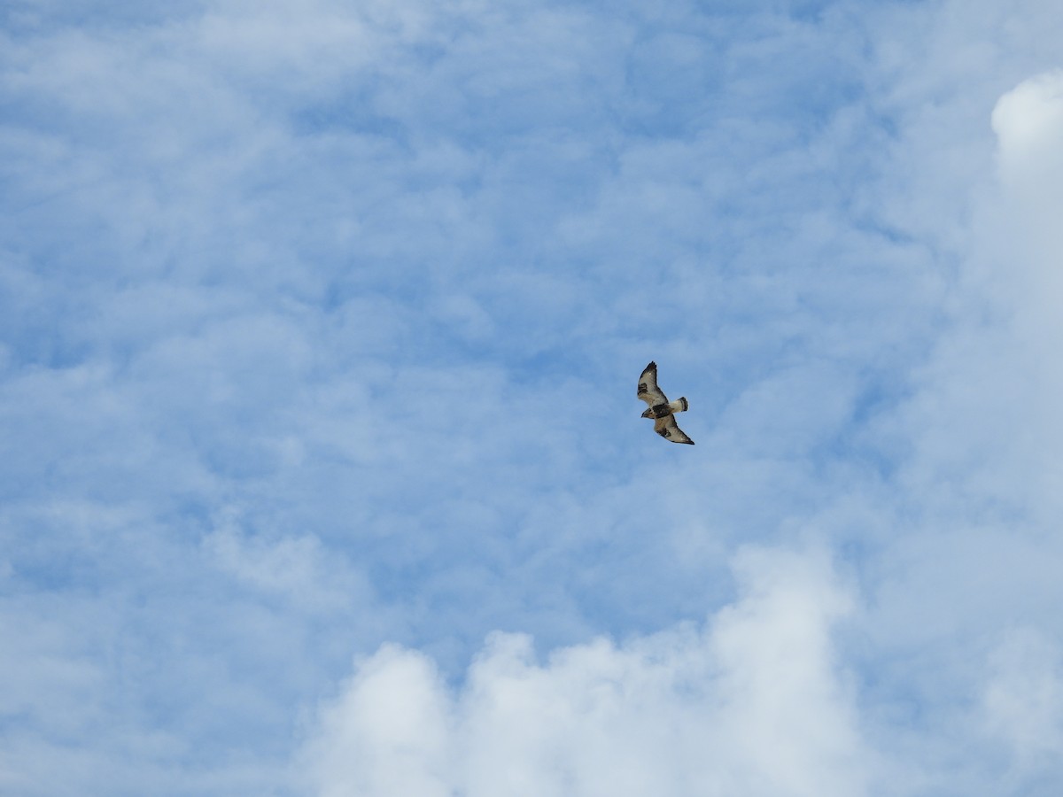 Rough-legged Hawk - ML645784178