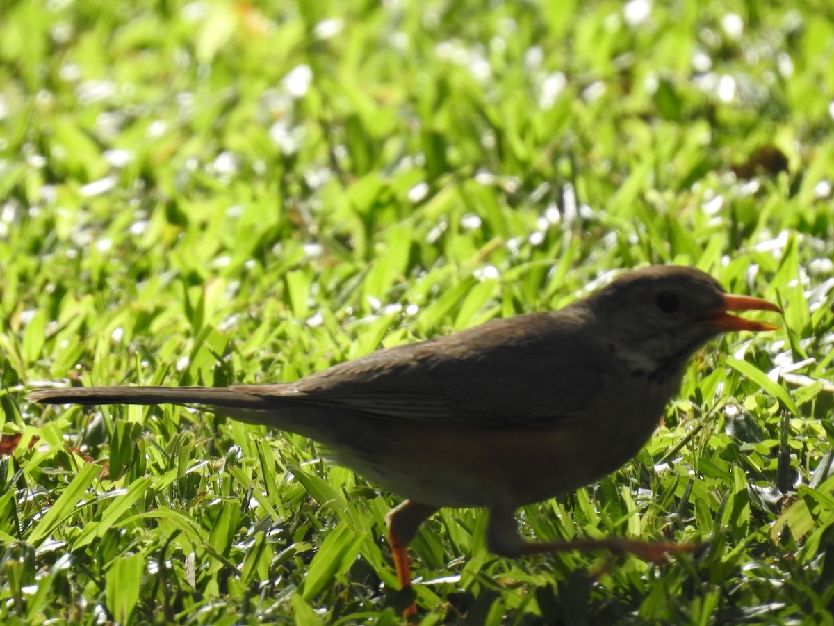 Kurrichane Thrush - ML645784182