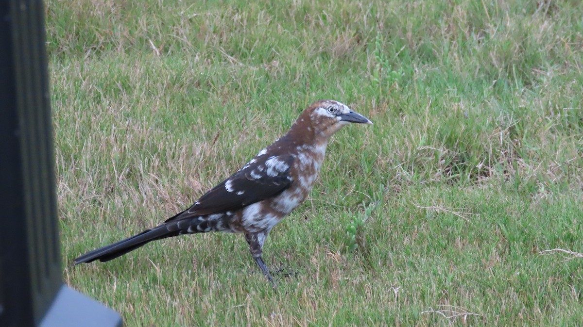 Great-tailed Grackle - ML645784191