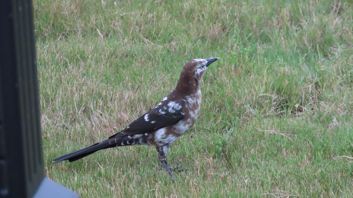Great-tailed Grackle - ML645784192
