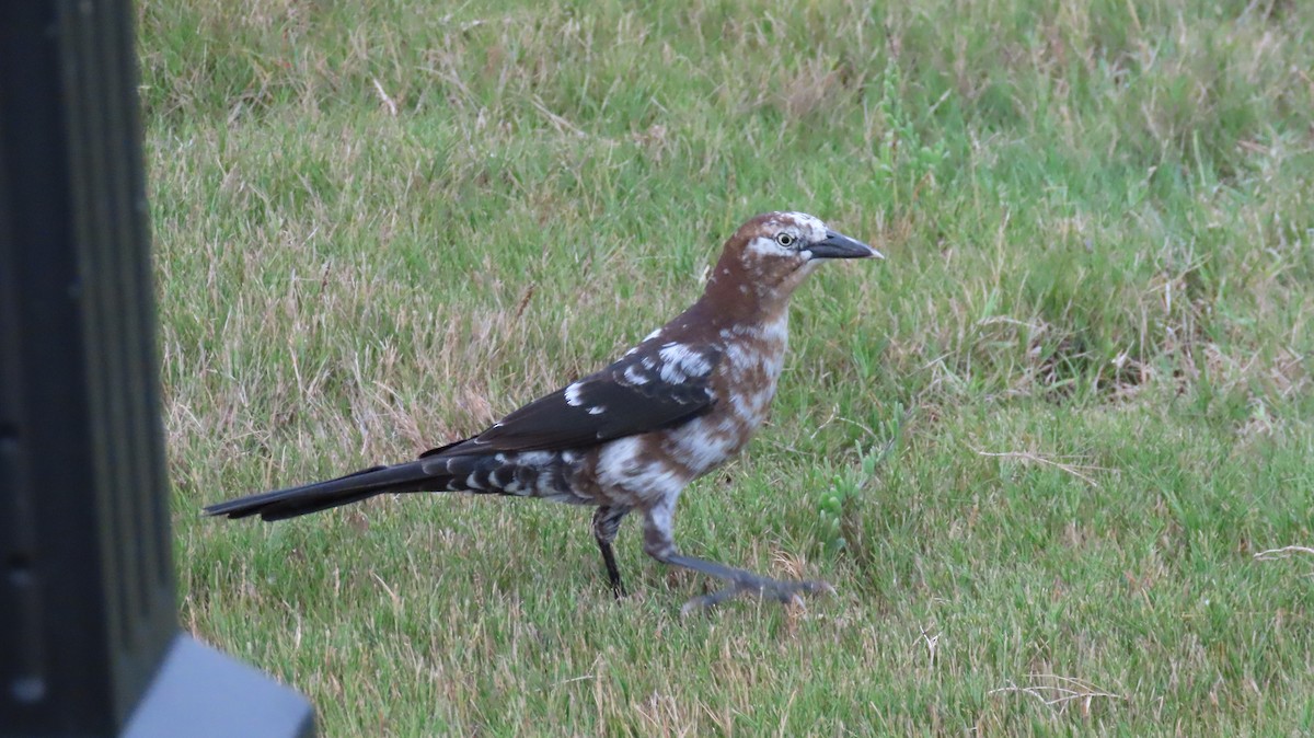 Great-tailed Grackle - ML645784193