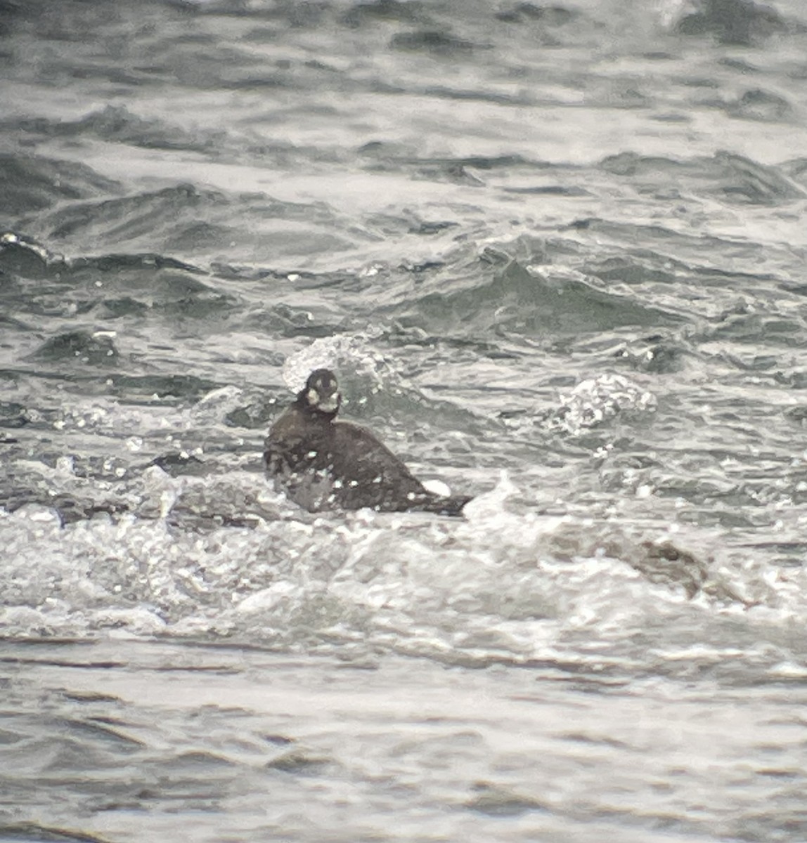 Harlequin Duck - ML645784198