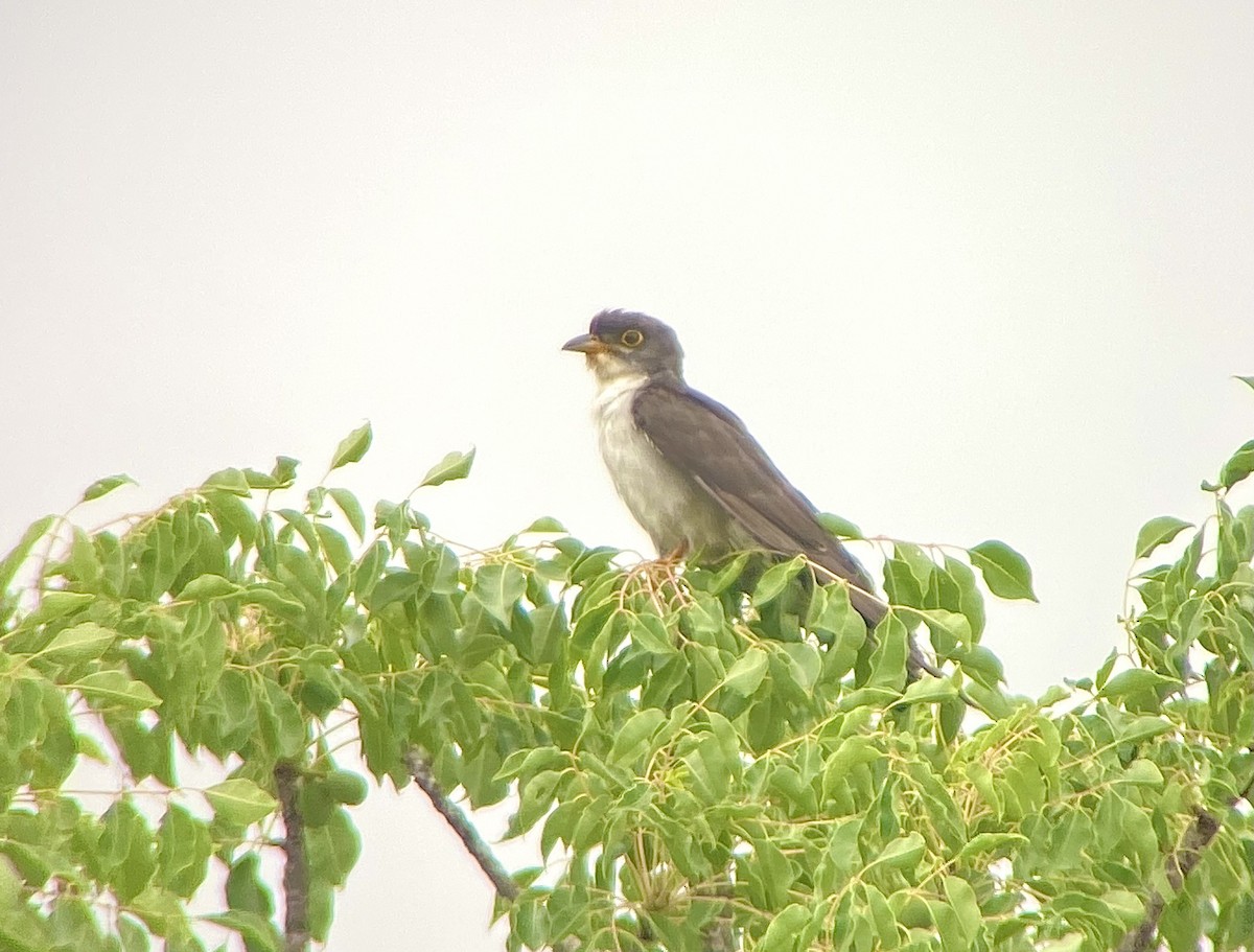 Thick-billed Cuckoo (African) - ML645784213