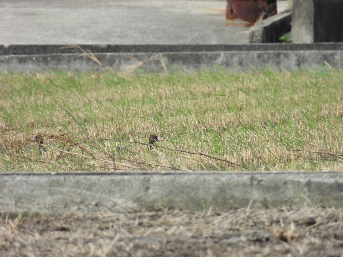 Greater White-fronted Goose - ML645784217