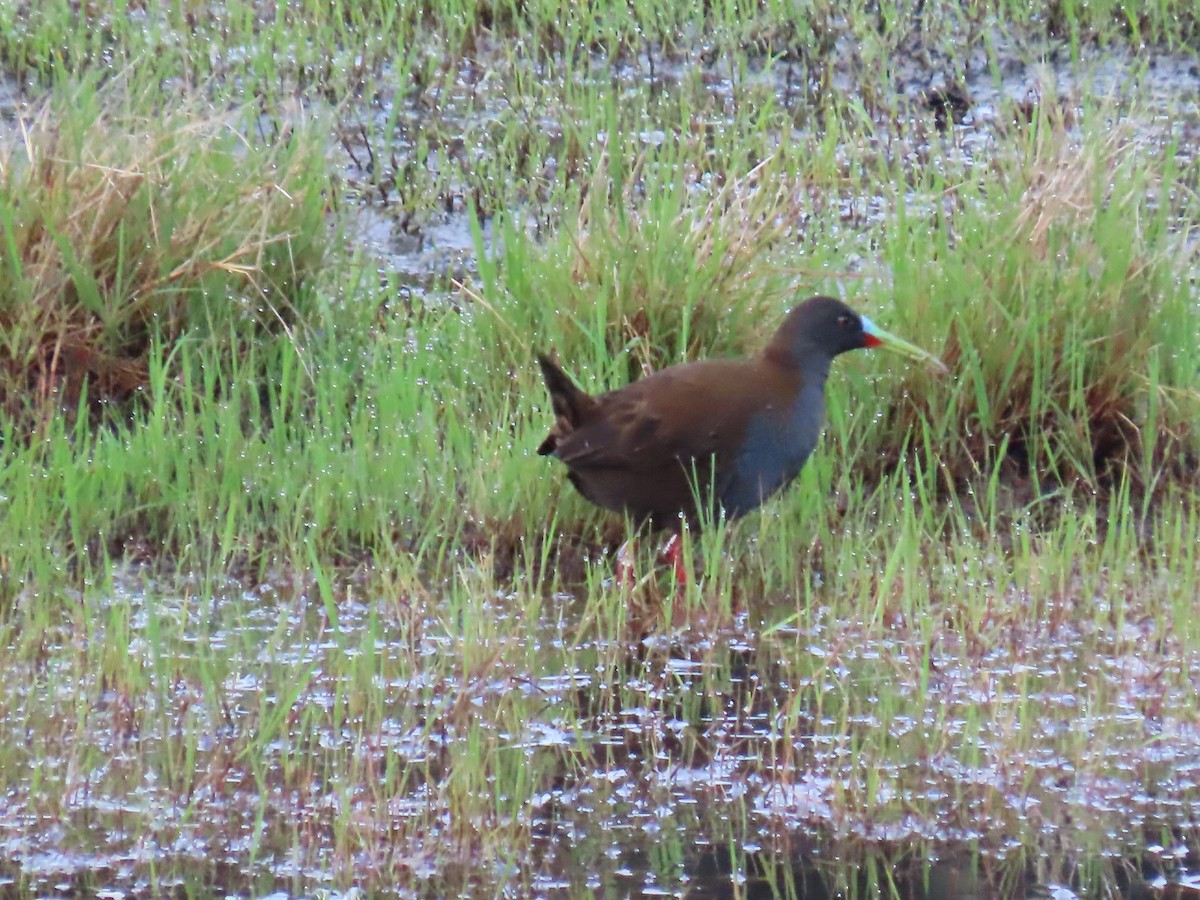 Plumbeous Rail - ML645784220