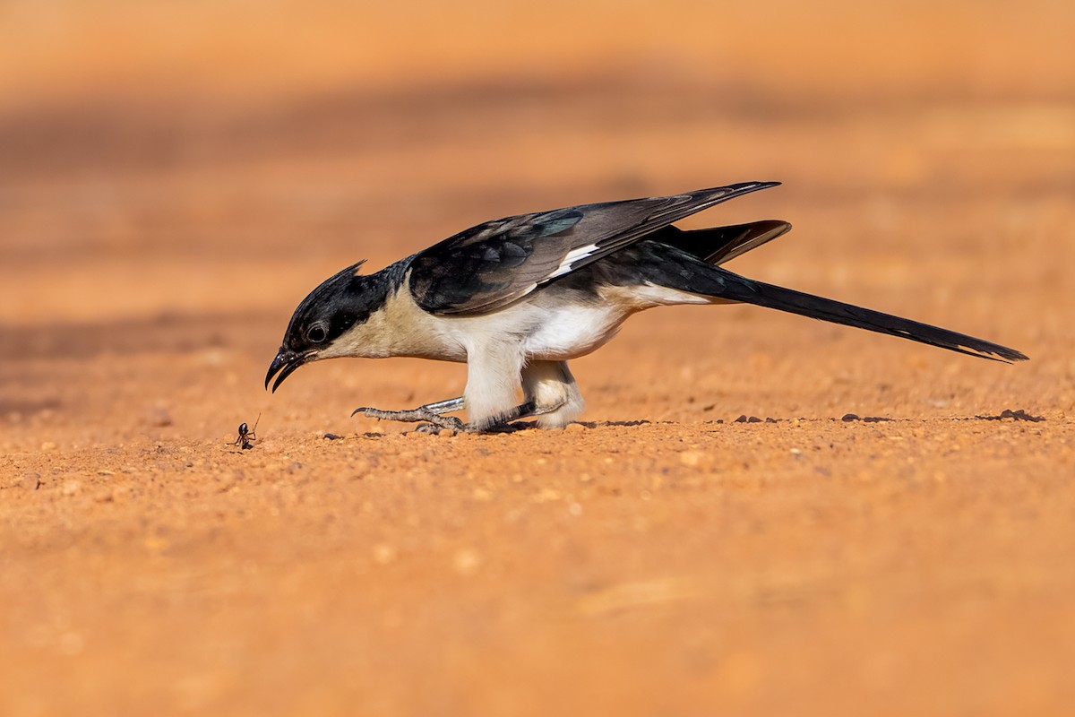 Pied Cuckoo - ML645784223