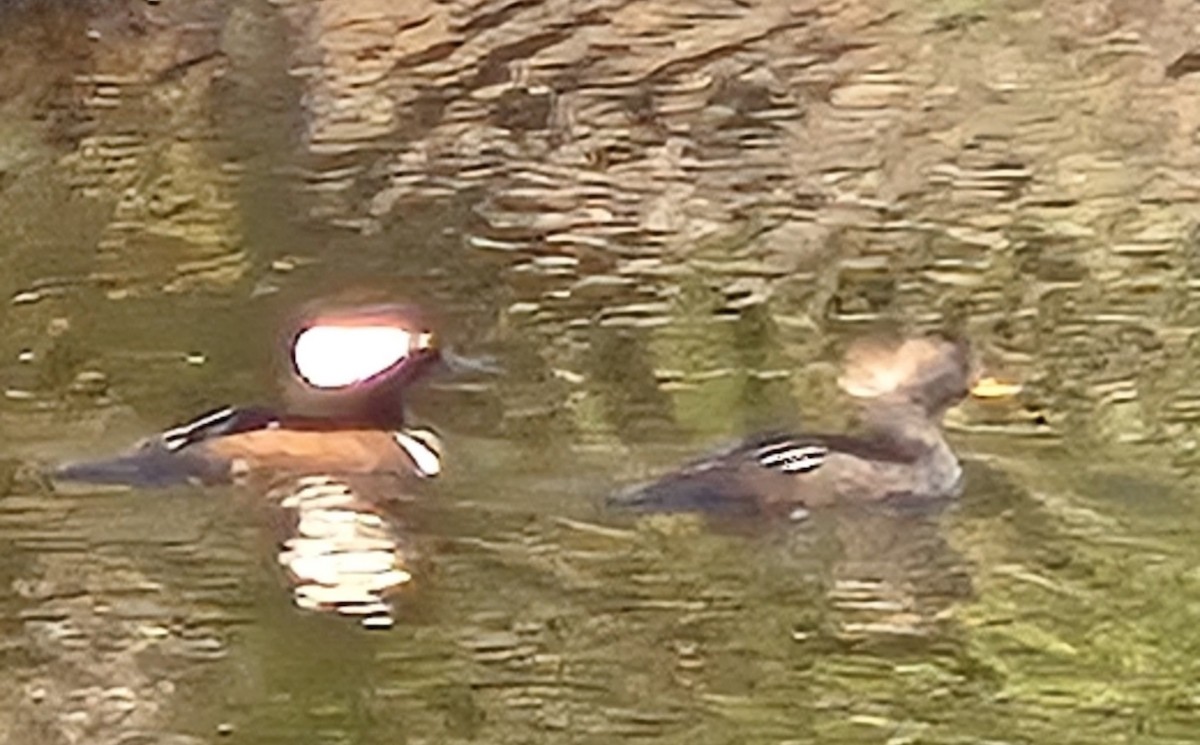 Hooded Merganser - ML645784225