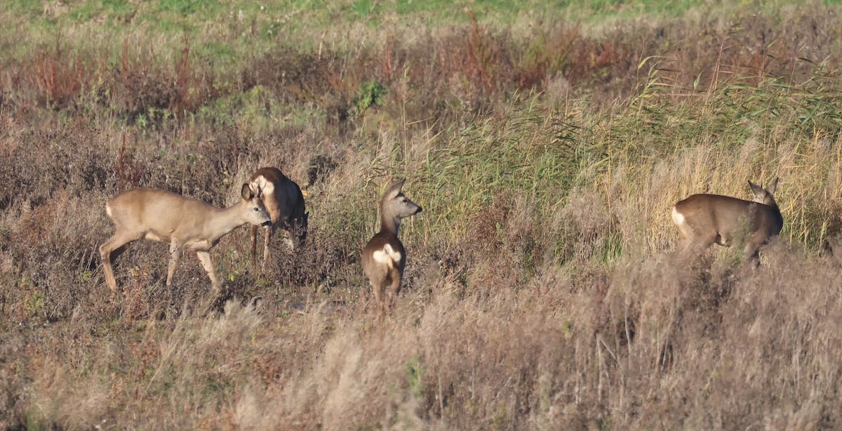 European Roe Deer - ML645784226
