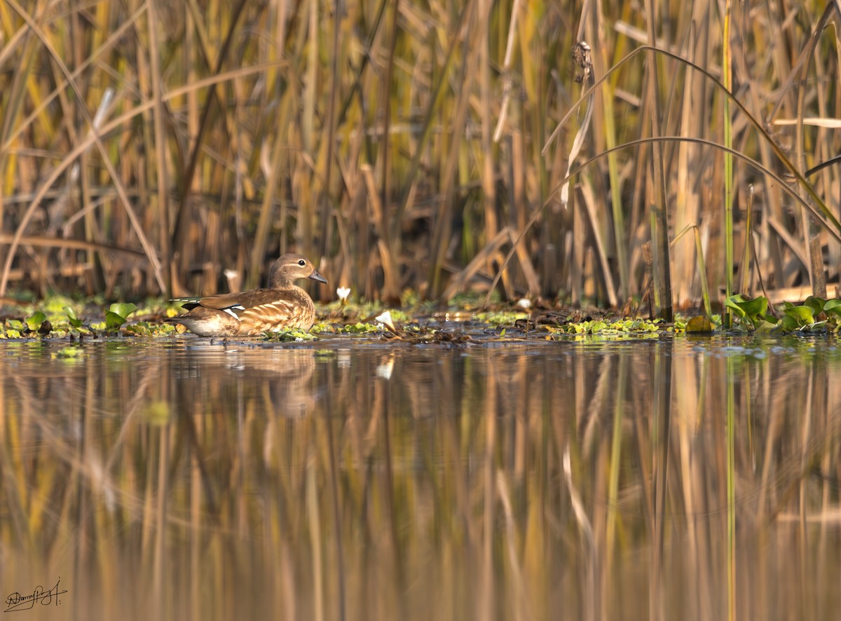 Mandarinente - ML645784227