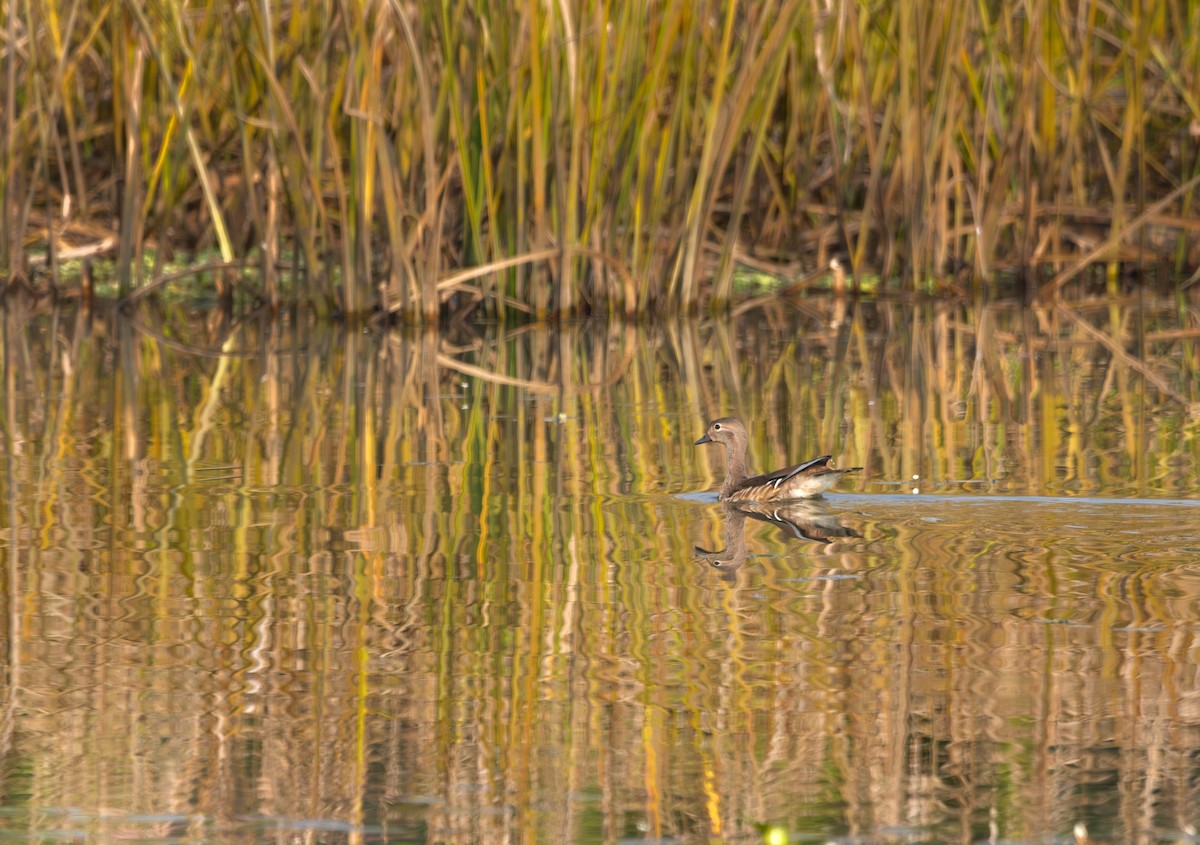 Mandarinente - ML645784228