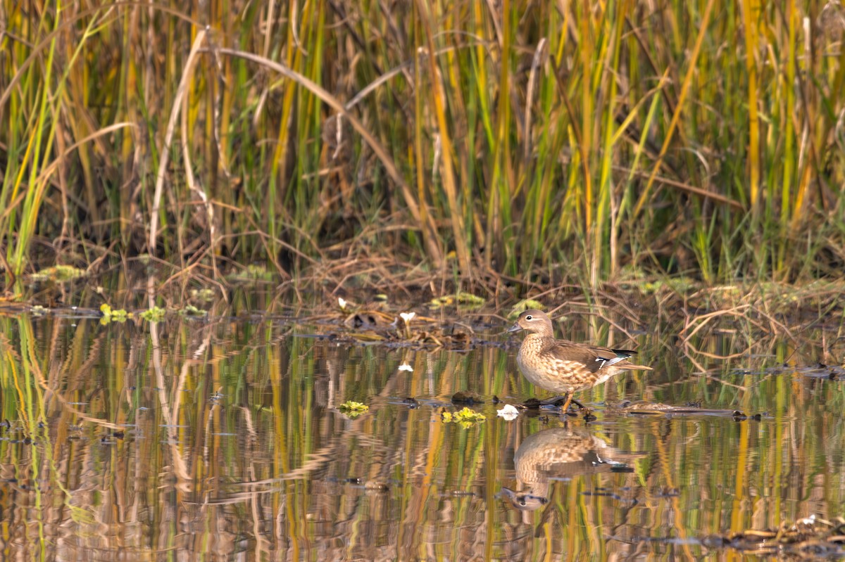 Mandarinente - ML645784229