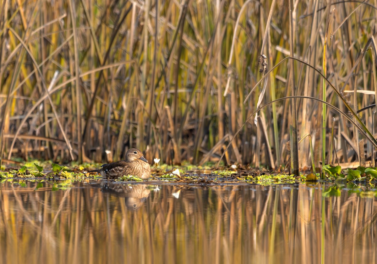 Mandarinente - ML645784230