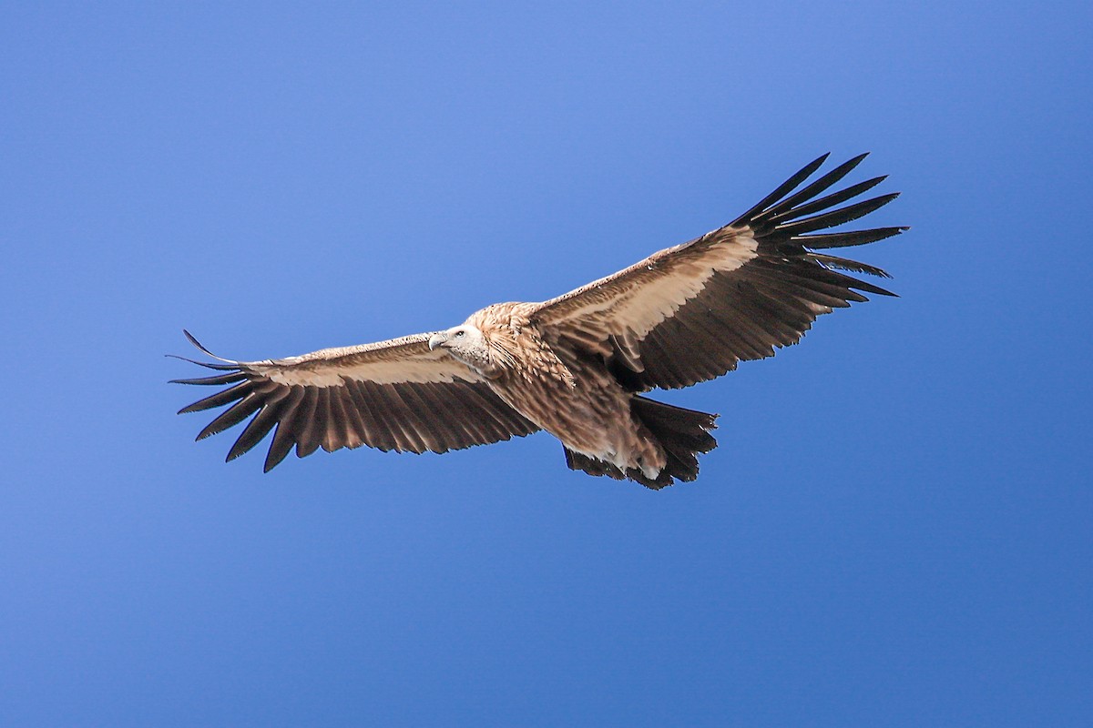 Schneegeier - ML645784239