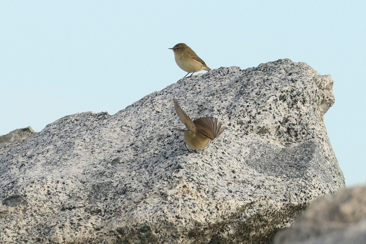 Common Chiffchaff - ML645784255