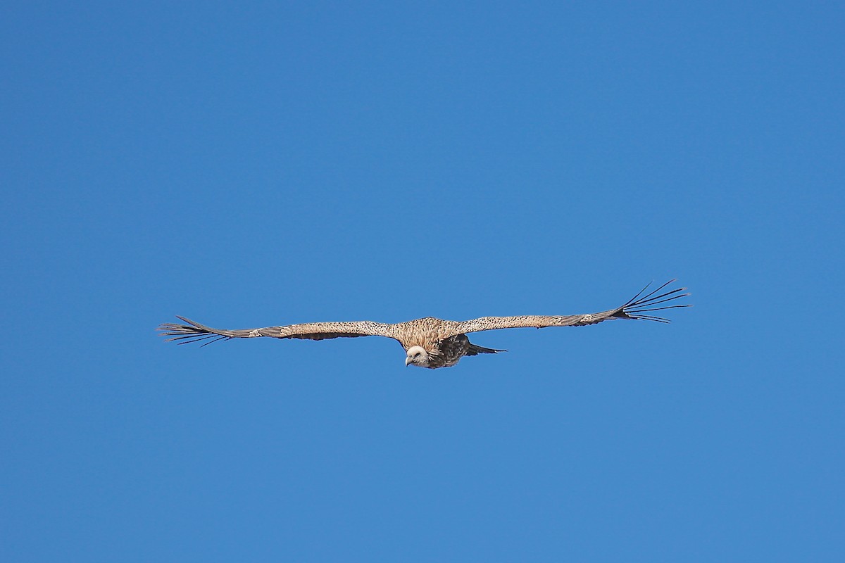 Schneegeier - ML645784263