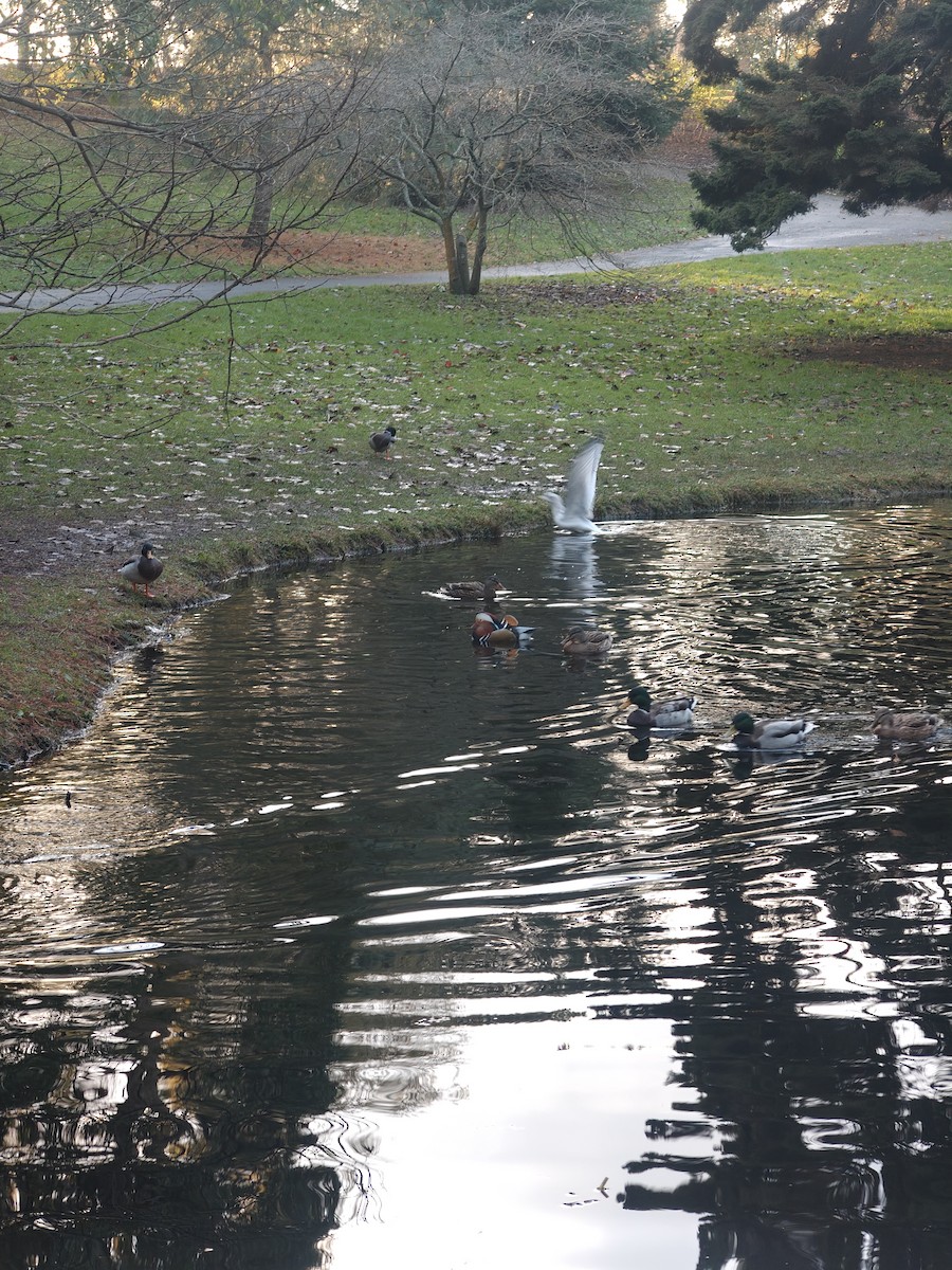 Mandarinente - ML645784264