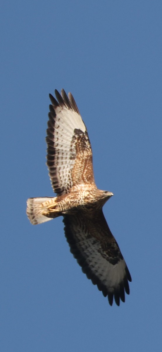 Poiana (vulpinus/menetriesi) - ML645784269