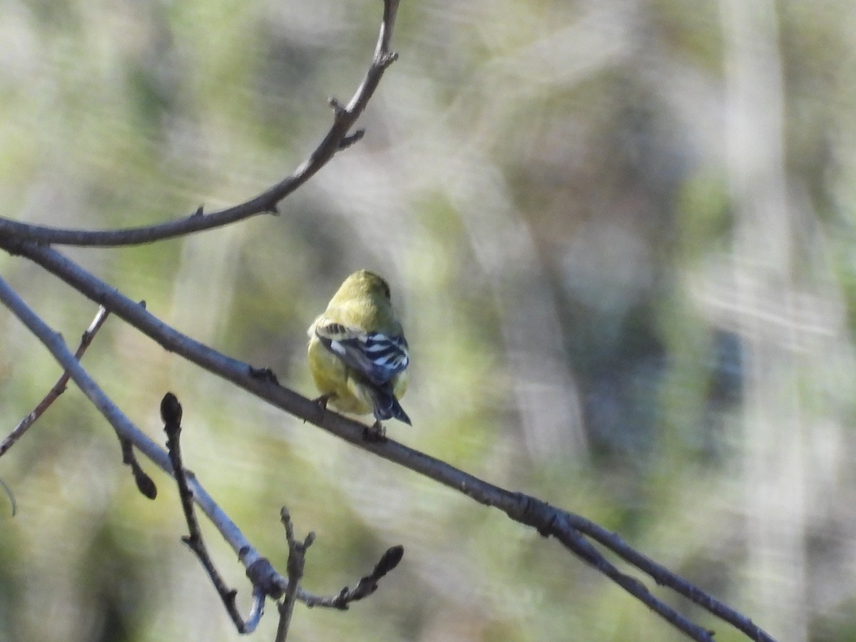 Lesser Goldfinch - ML645784282