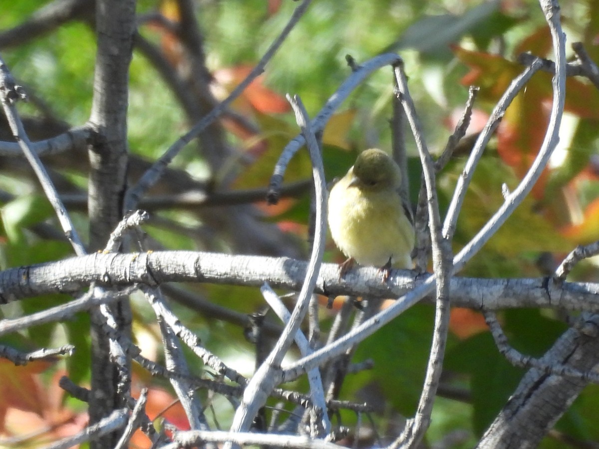 Lesser Goldfinch - ML645784283