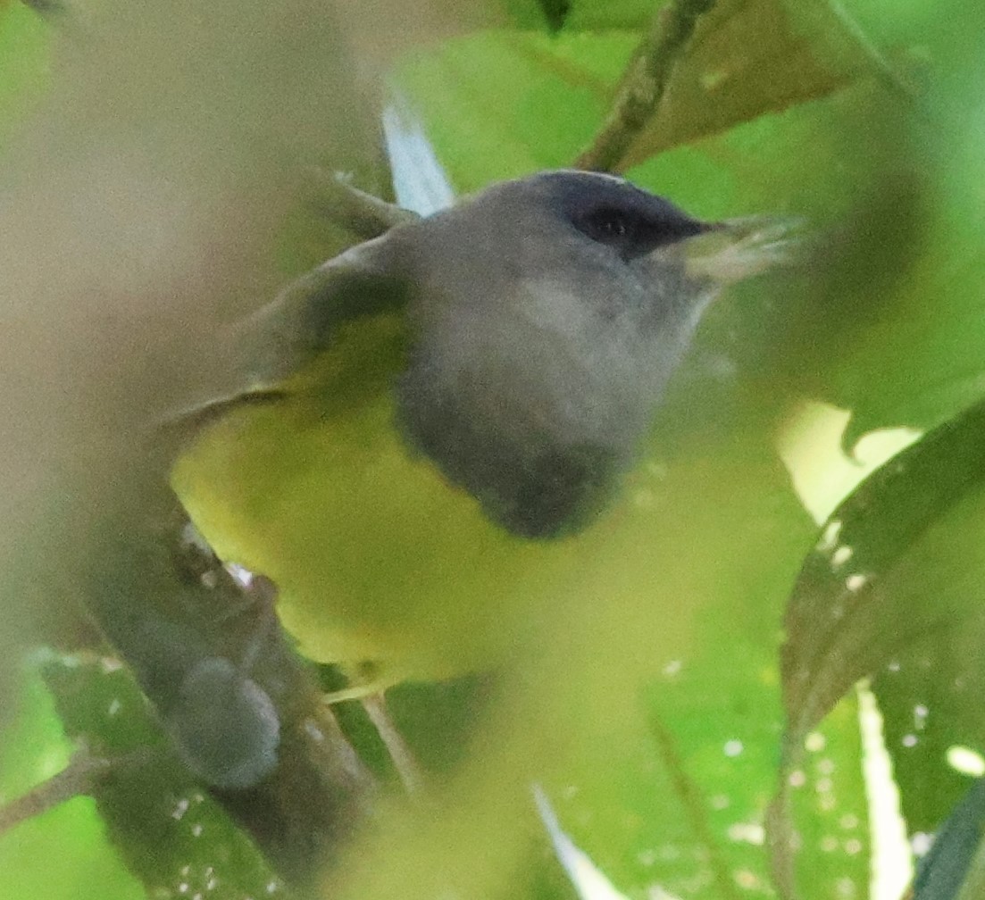 Цитринка чорновола - ML645784295