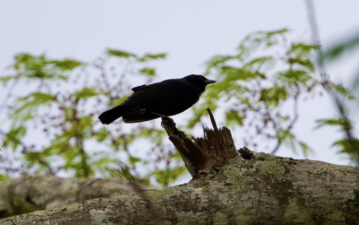 Palmenstärling - ML645784297