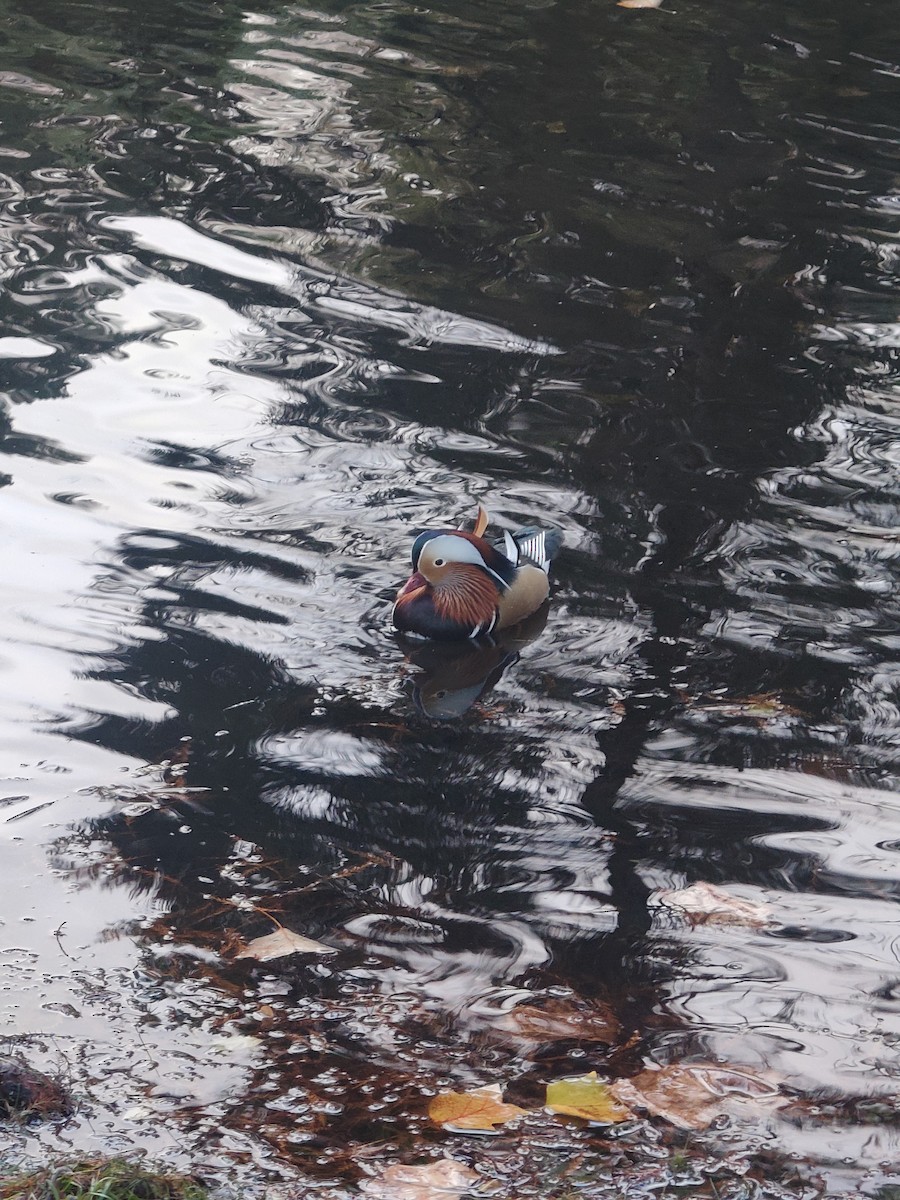 Mandarinente - ML645784301