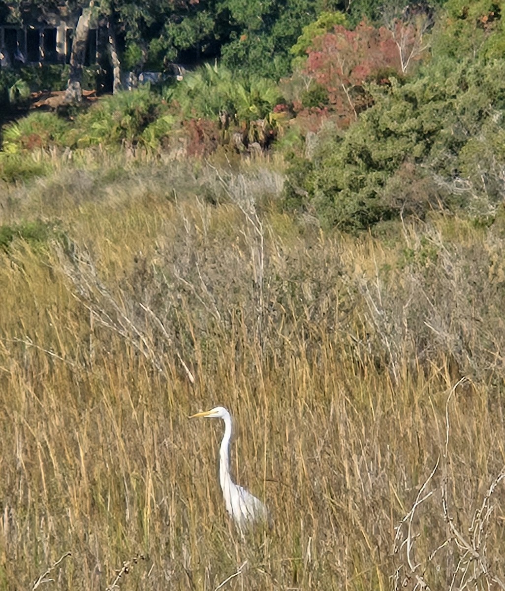 Цасч дэглий - ML645784305