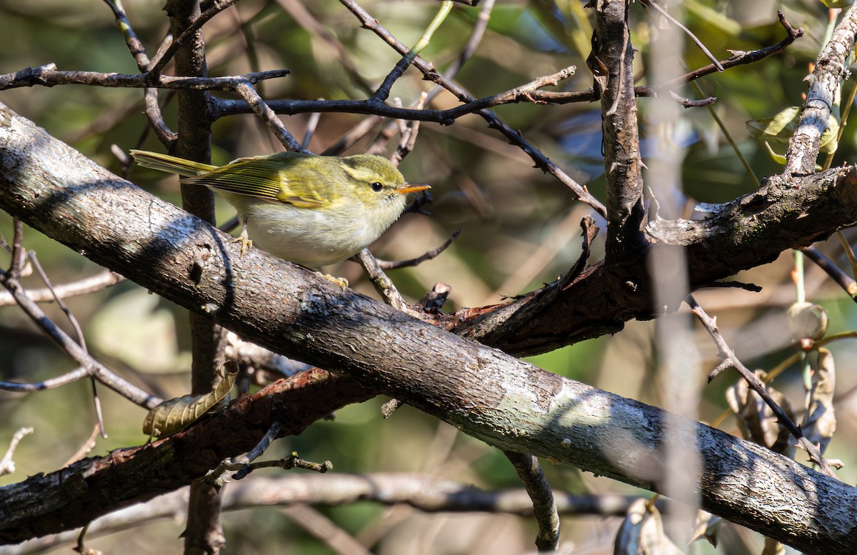 Hartert's Leaf Warbler - ML645784306