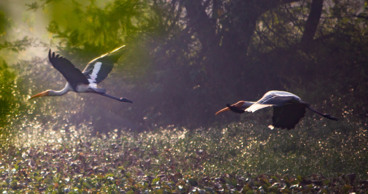 Painted Stork - ML645784309
