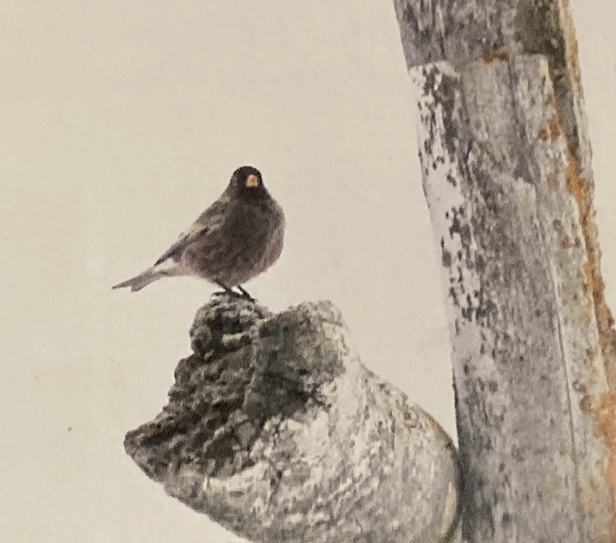 Занхгар зангалай - ML645784314