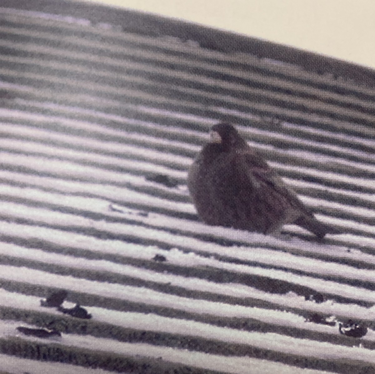 Занхгар зангалай - ML645784315