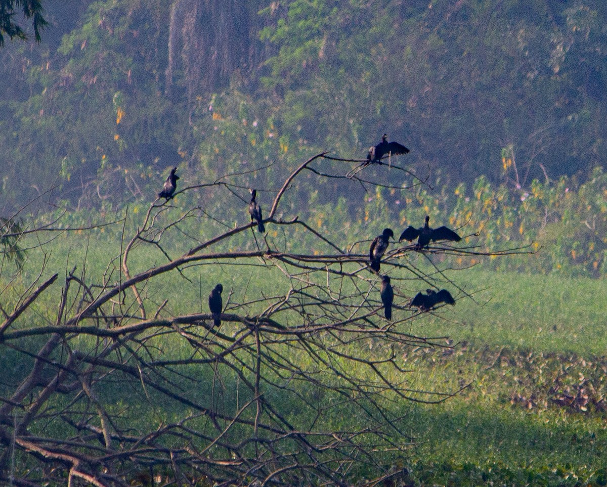 Indian Cormorant - ML645784336