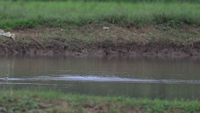 Red-necked Phalarope - ML645784340