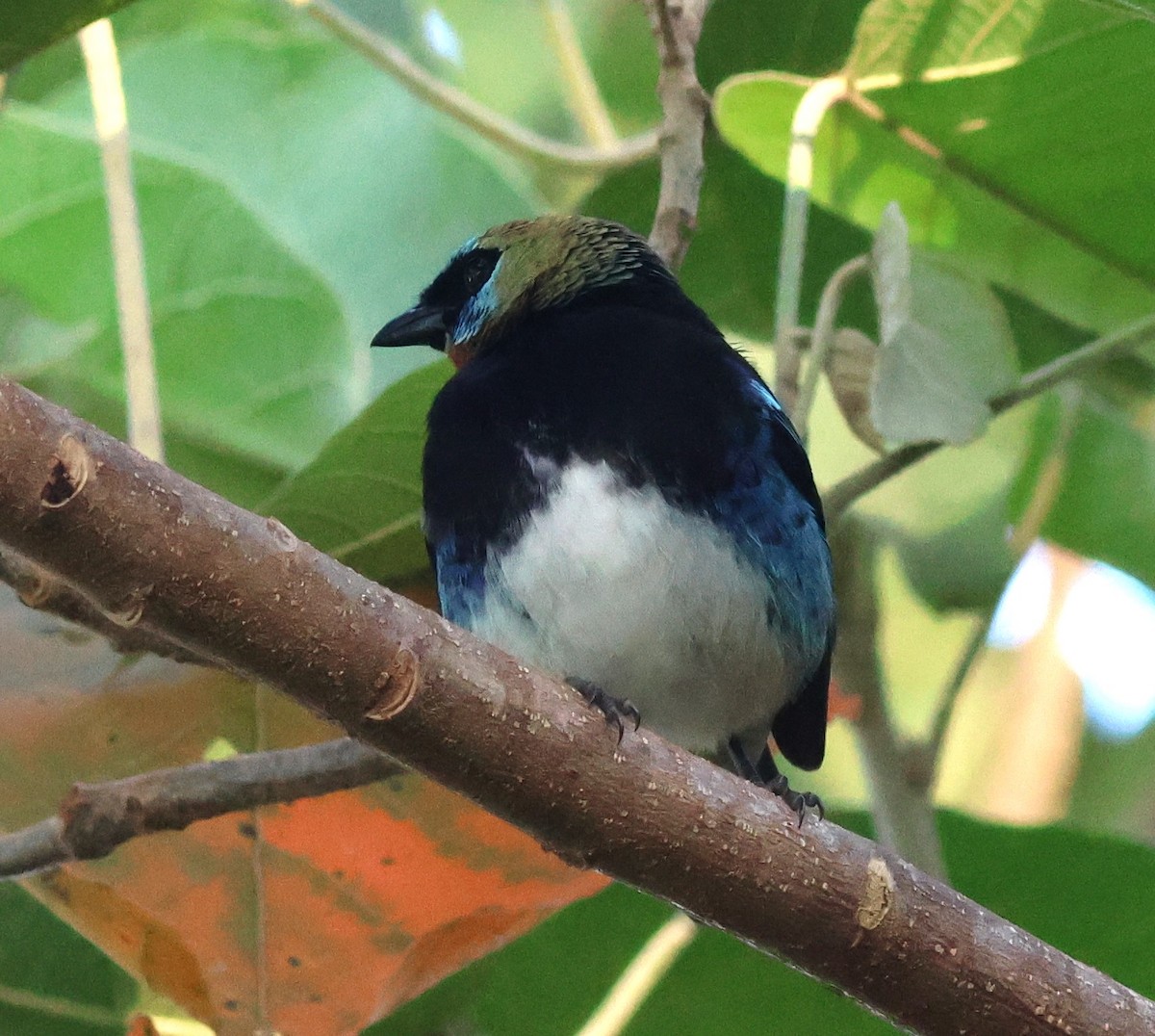 gullhettetanagar - ML645784342