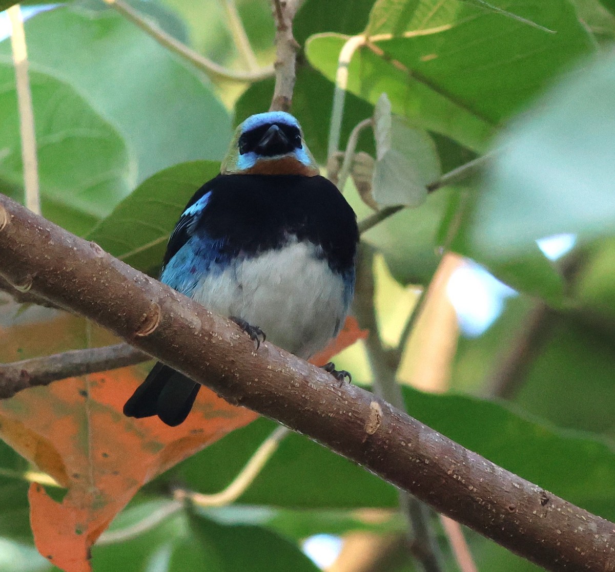 gullhettetanagar - ML645784343