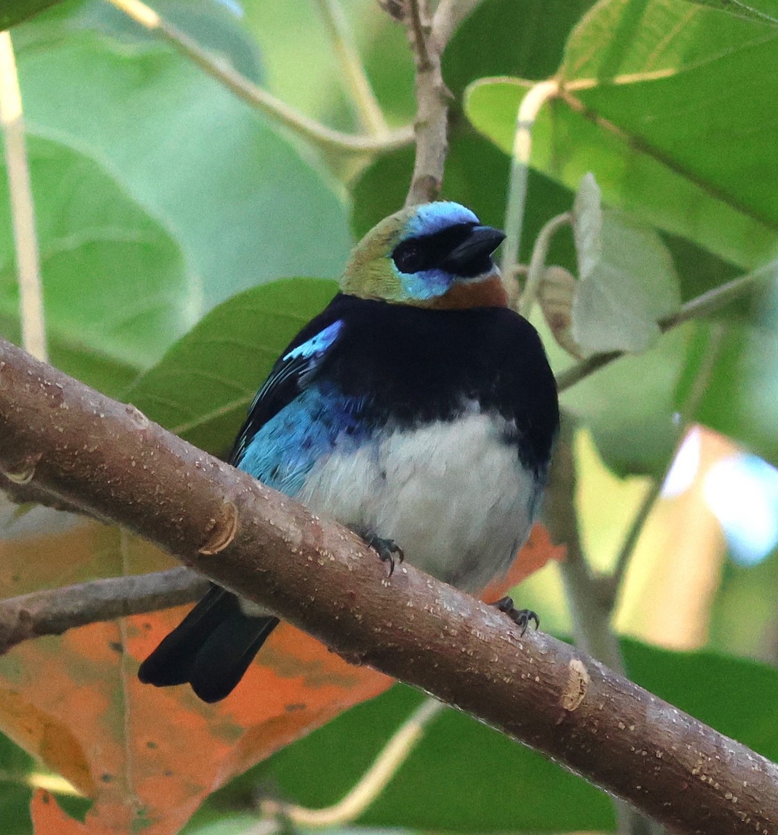 gullhettetanagar - ML645784344