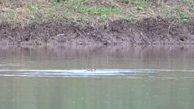 Red-necked Phalarope - ML645784347