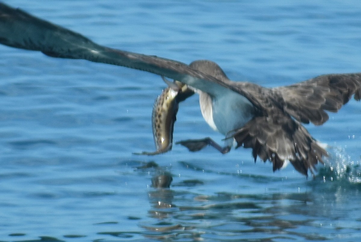 Atlantic Midshipman - ML645784349