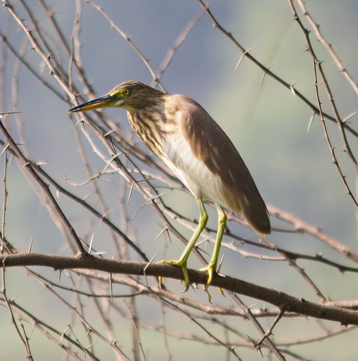 Indian Pond-Heron - ML645784353