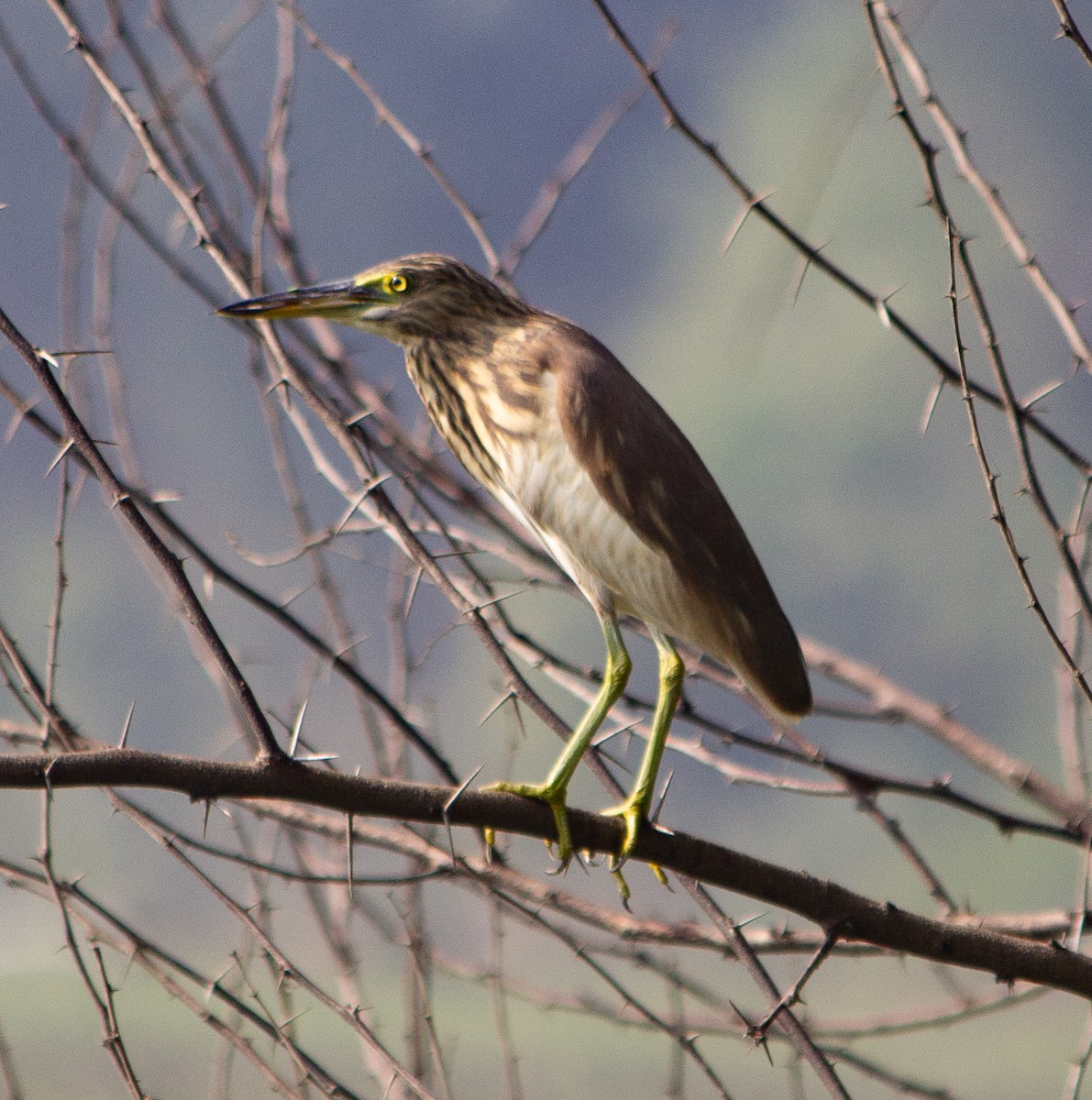 Indian Pond-Heron - ML645784354