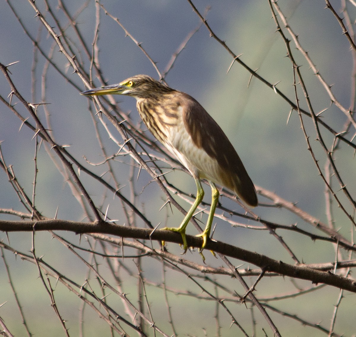 Indian Pond-Heron - ML645784356