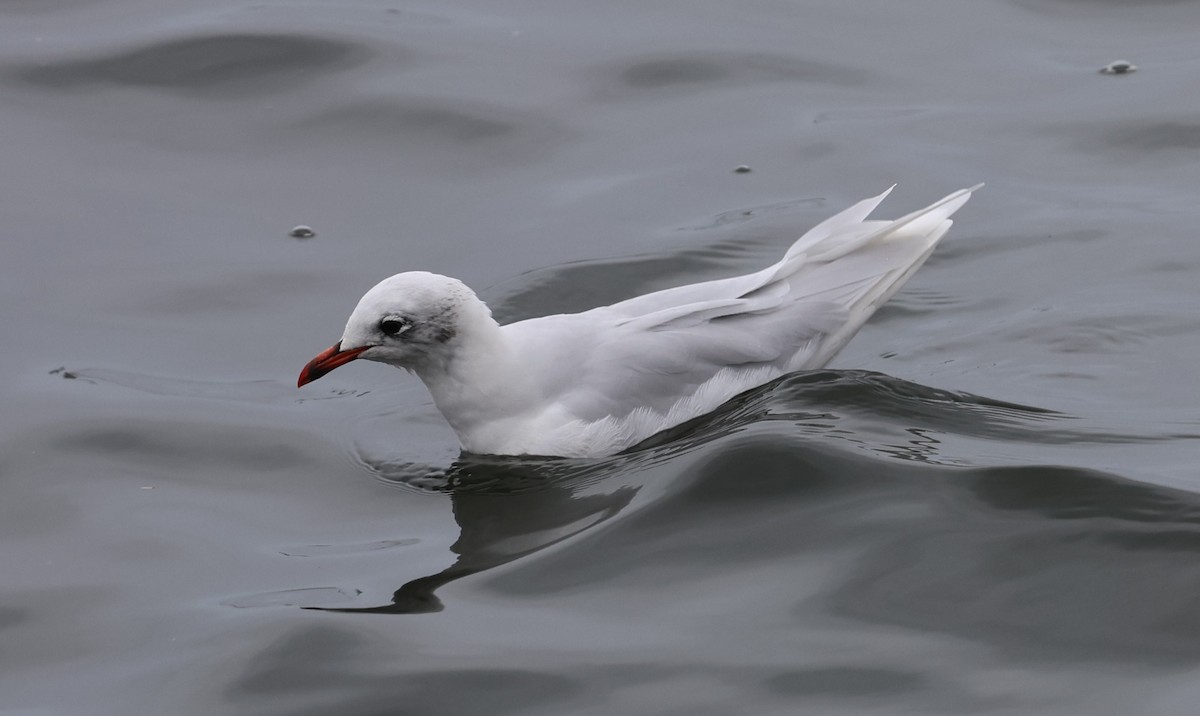 Mediterranean Gull - ML645784363